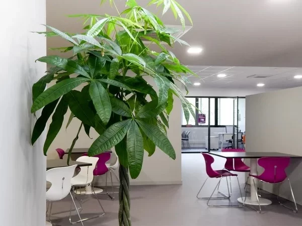 Location open space à Cambo-les-Bains